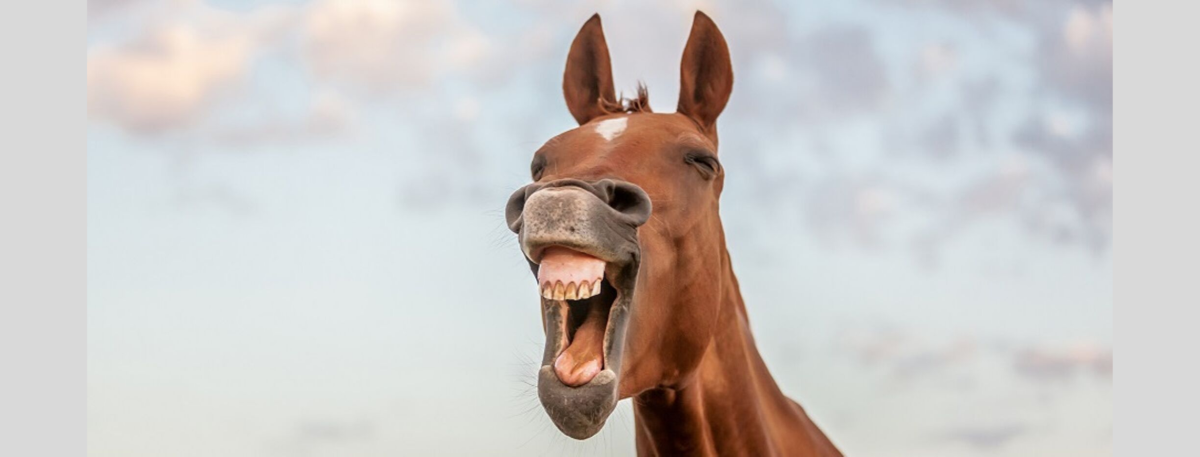 Смех лошади