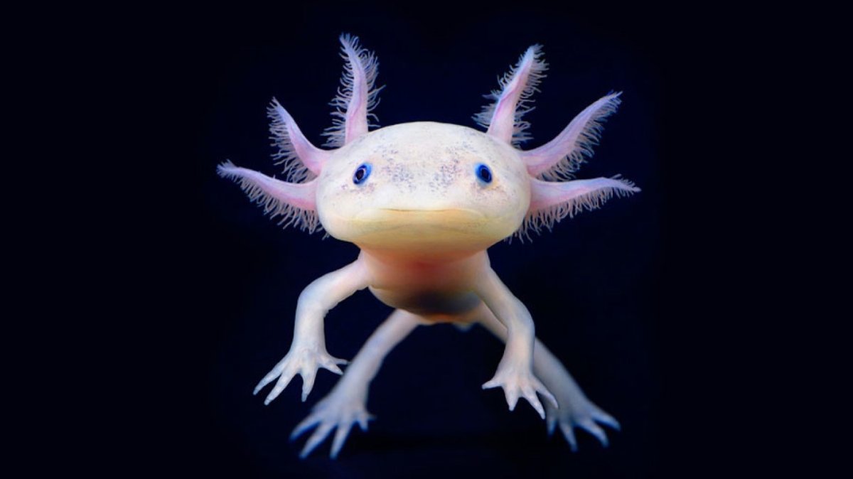 Водяной дракон аксолотль