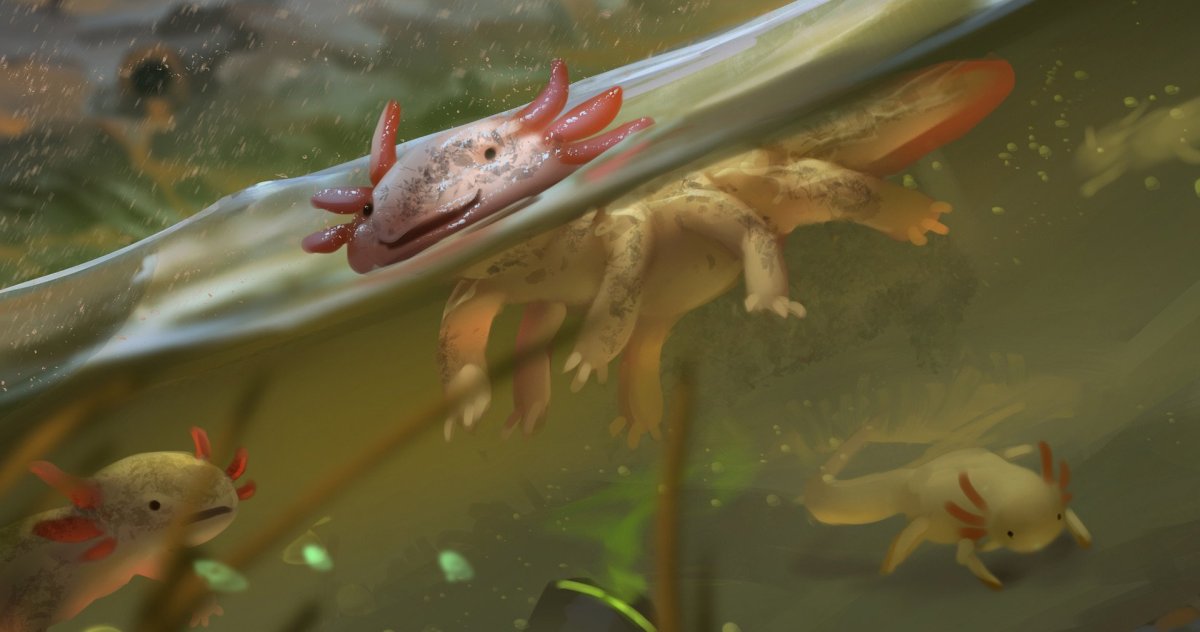 Аксолотль Геншин