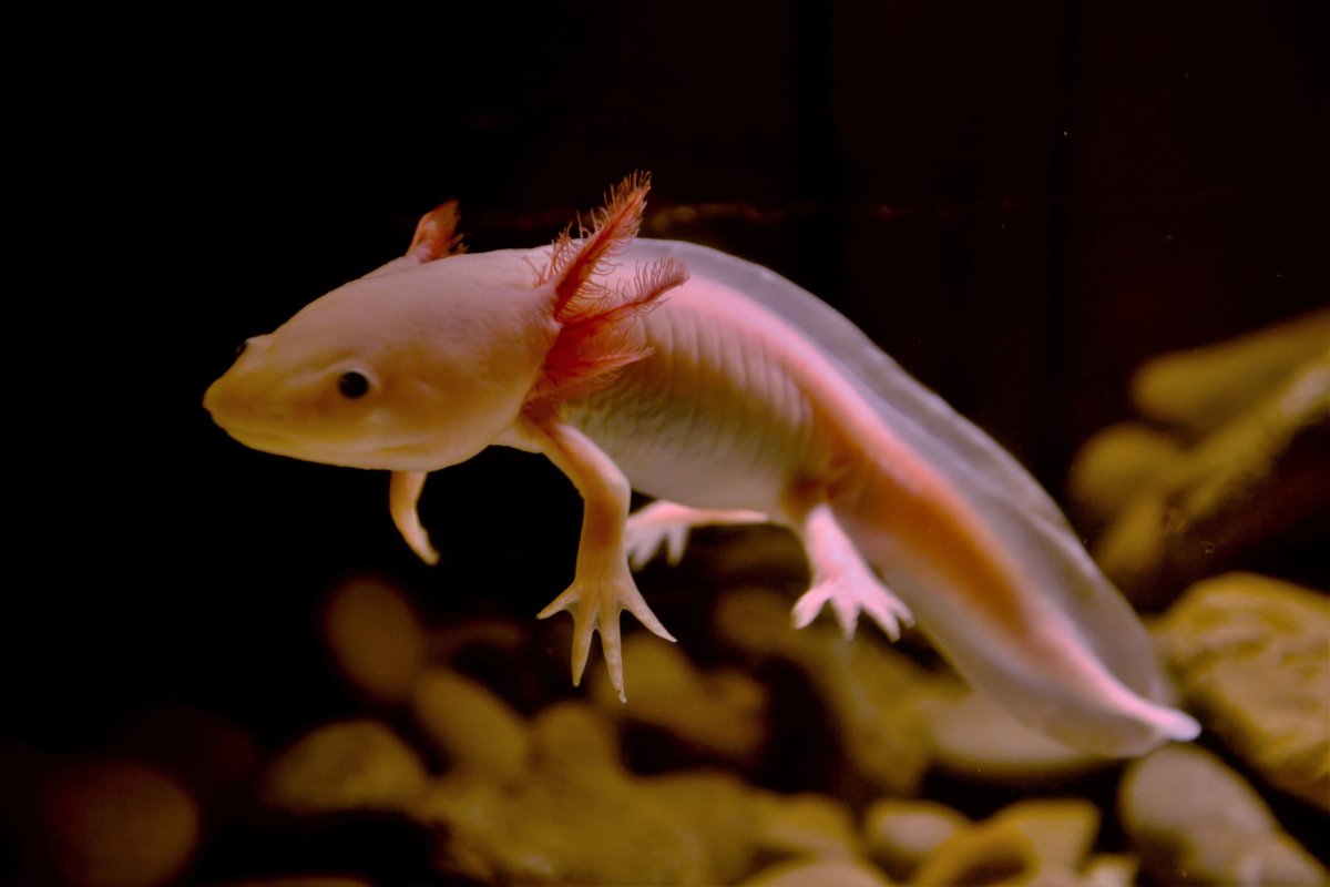 Личинка Саламандры аксолотль