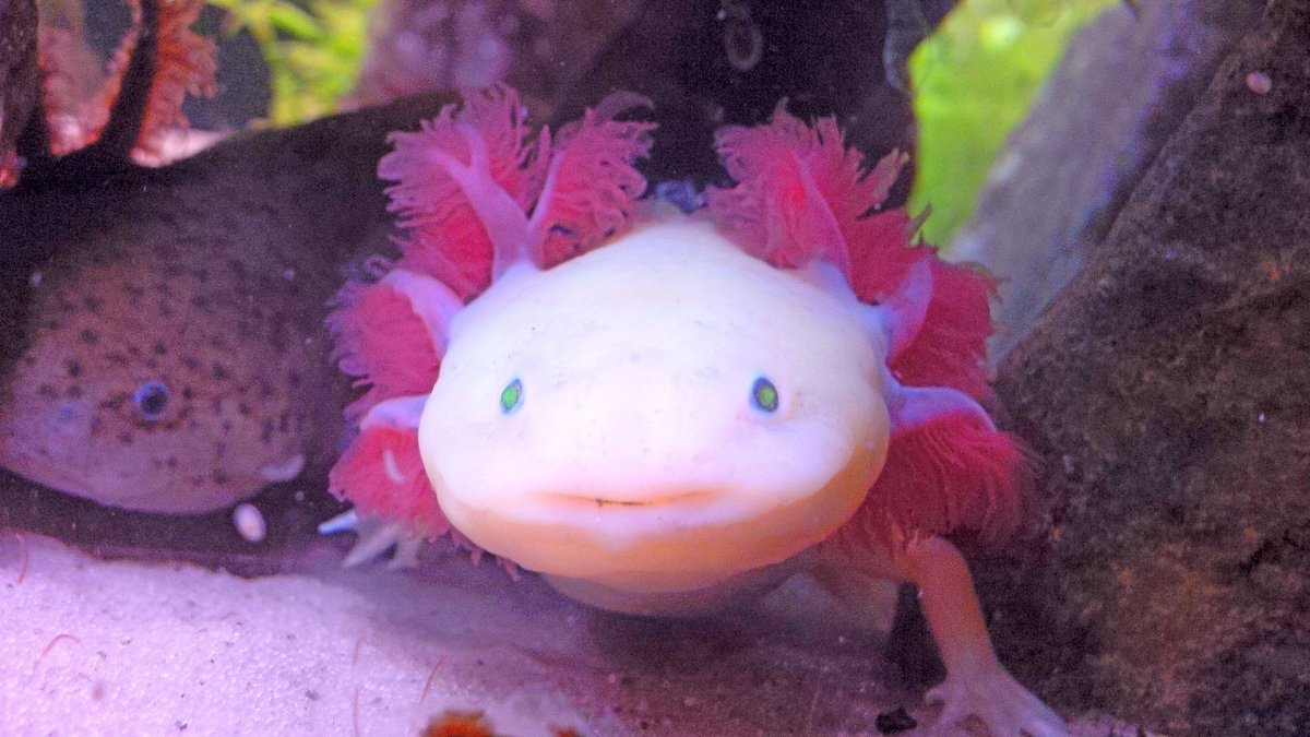 Рыбка аксолотль