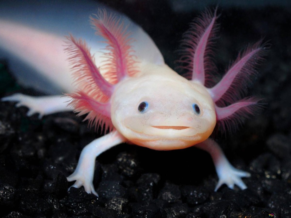 Саламандра аксолотль