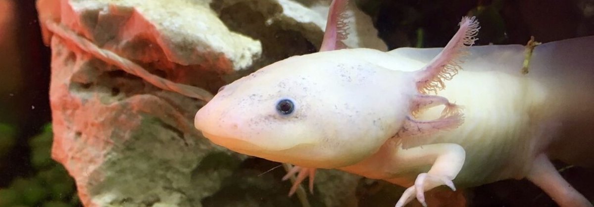 Аксолотль гермафродит