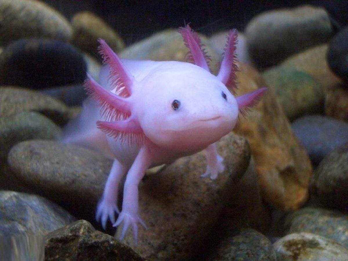 Аксолотль мексиканской амбистомы