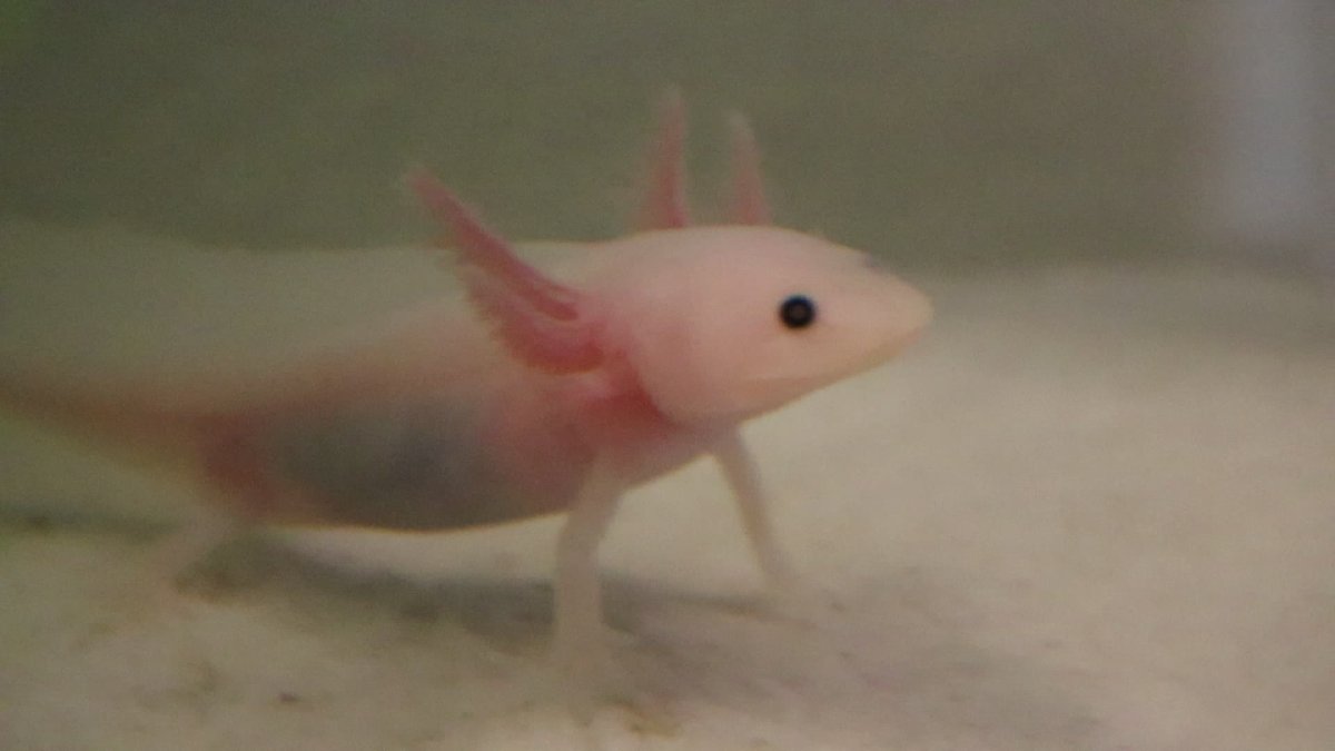 Аксолотль мордочка