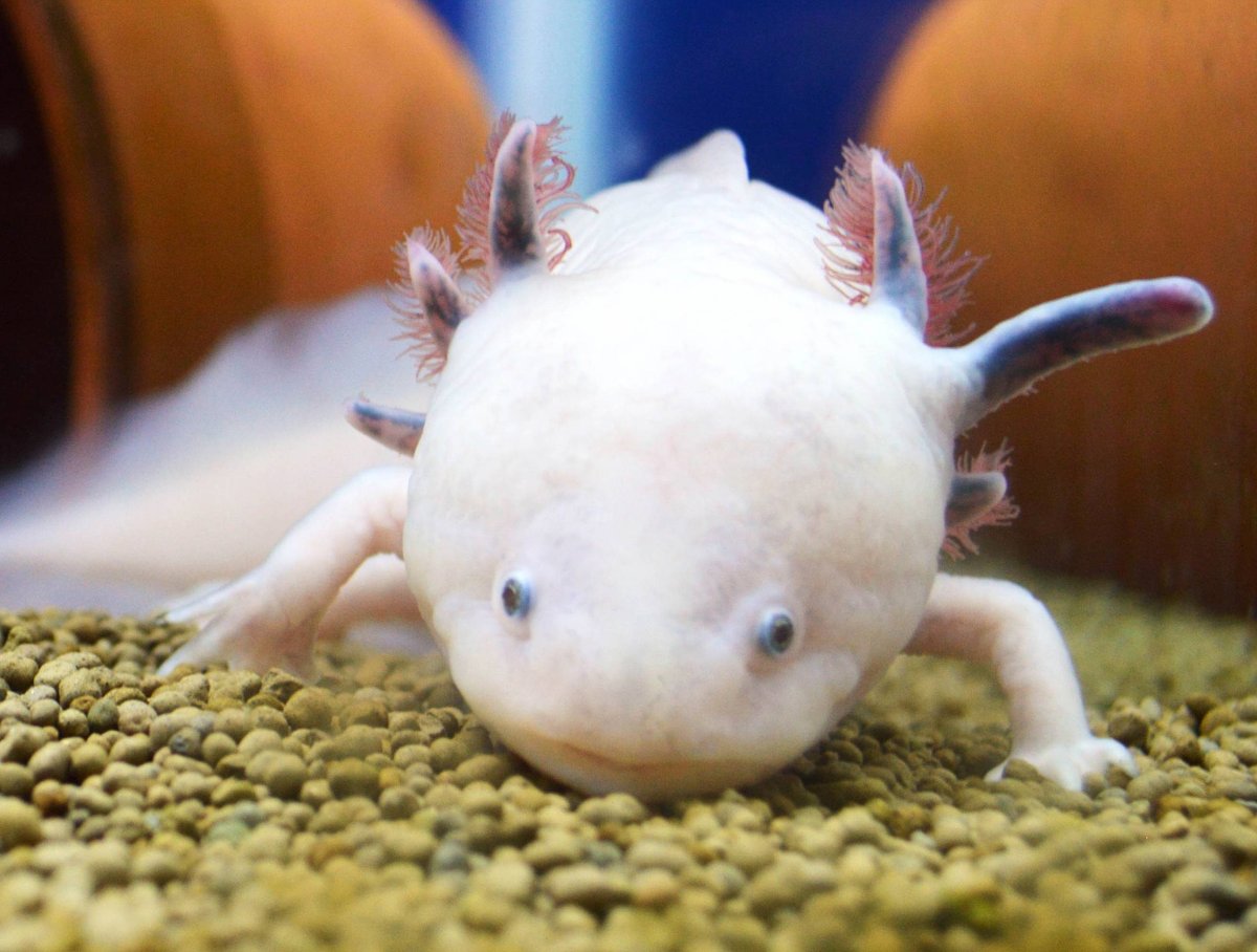 Личинка Саламандры аксолотль