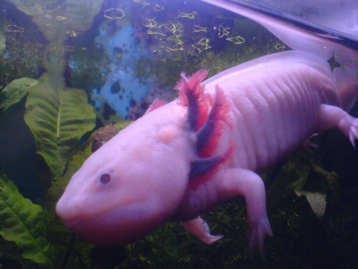 Аксолотль Эволюция