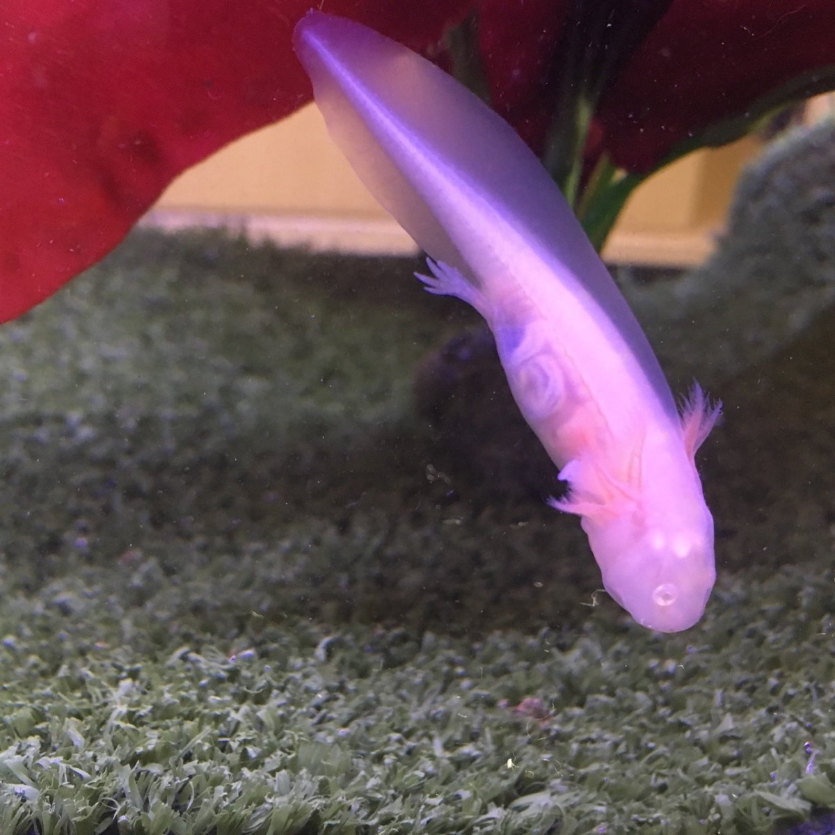 Икра аксолотля