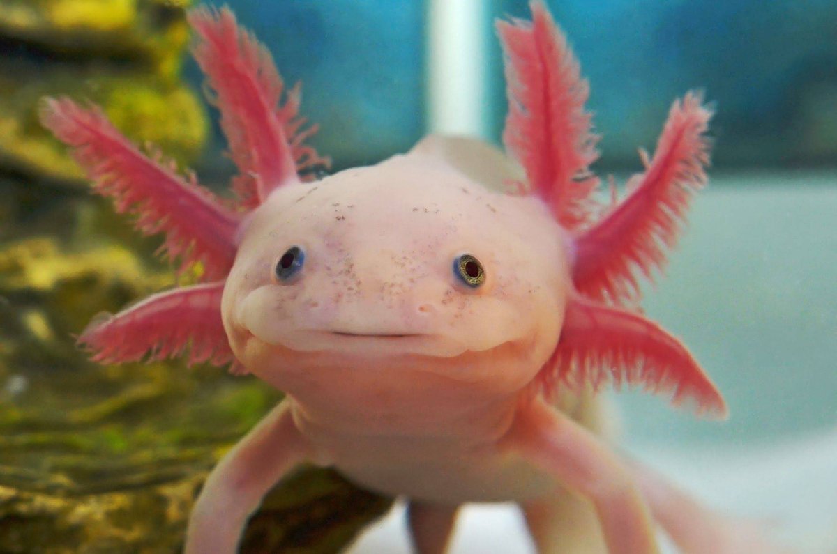 Тритон аквариумный аксолотль