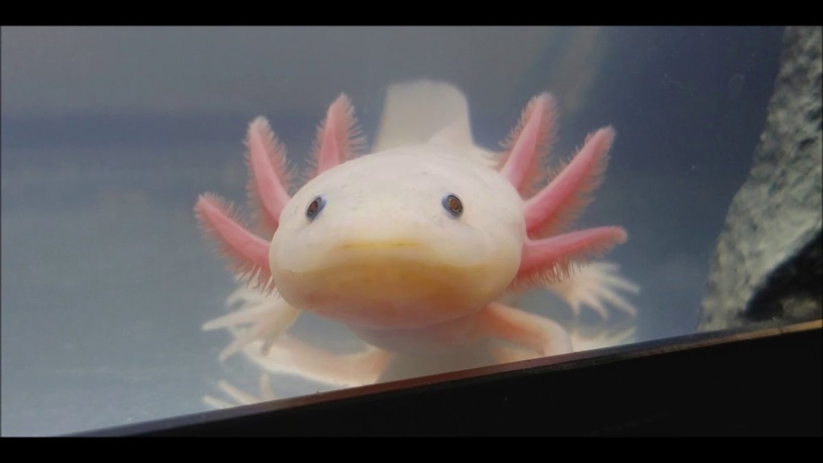 Аксолотль майнкрафт