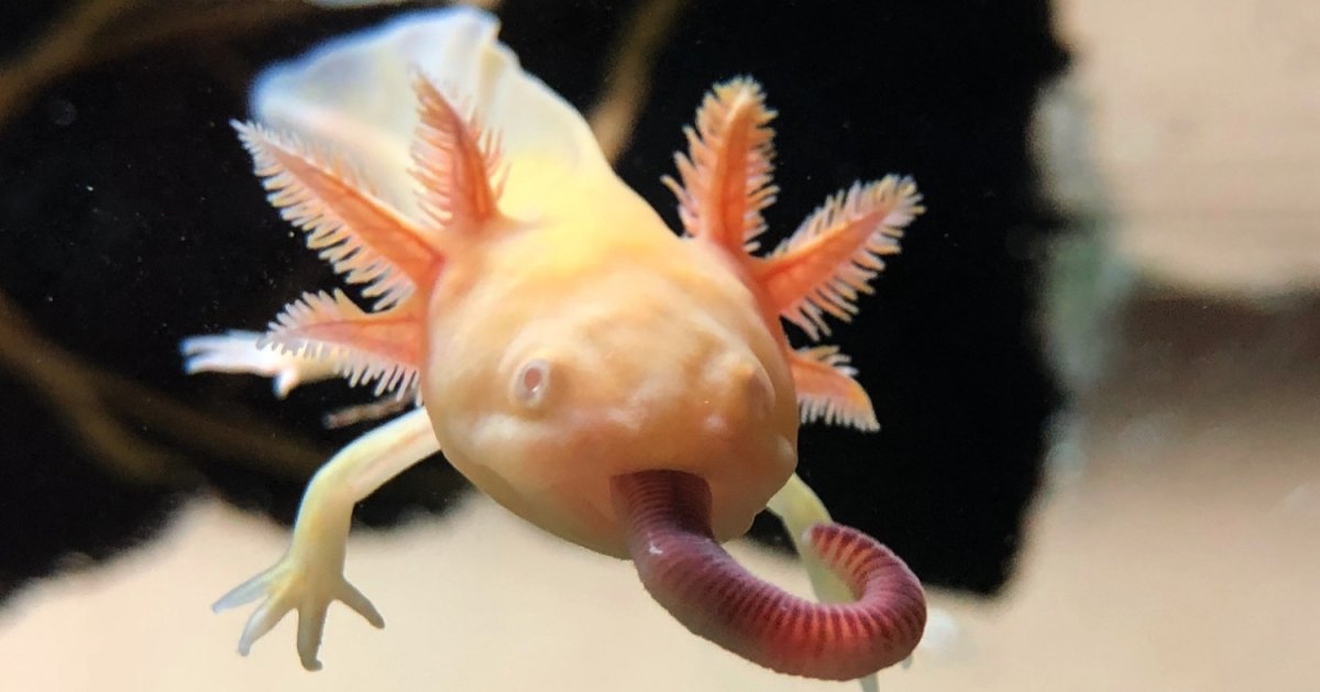Тритон аквариумный аксолотль