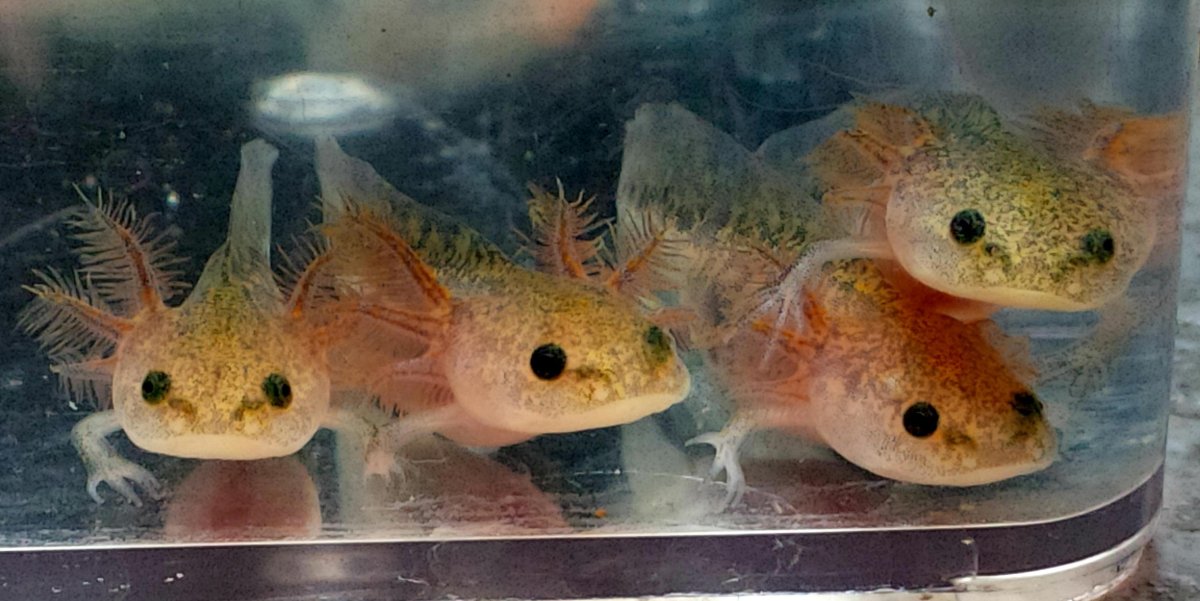 Аксолотль Эстетика