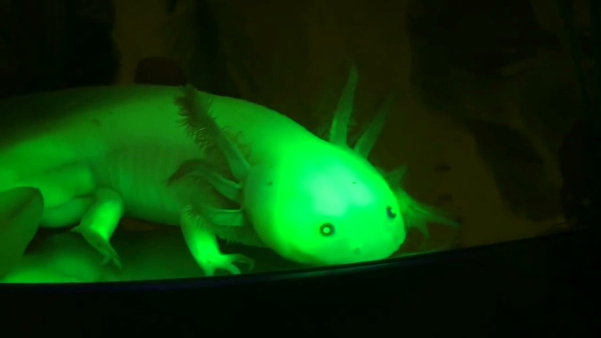 Лаймовый аксолотль