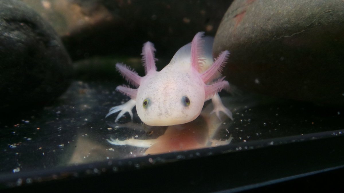 Мексиканская саламандра аксолотль прозрачный светящийся