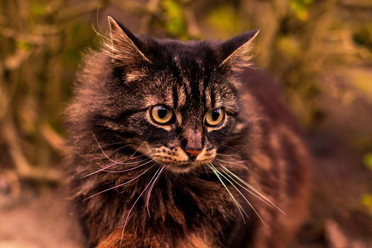 Темно коричневый кот