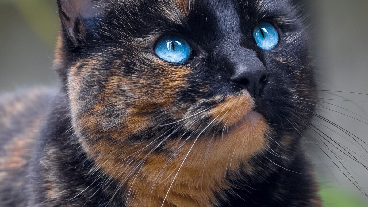 Черепаховая кошка Калико