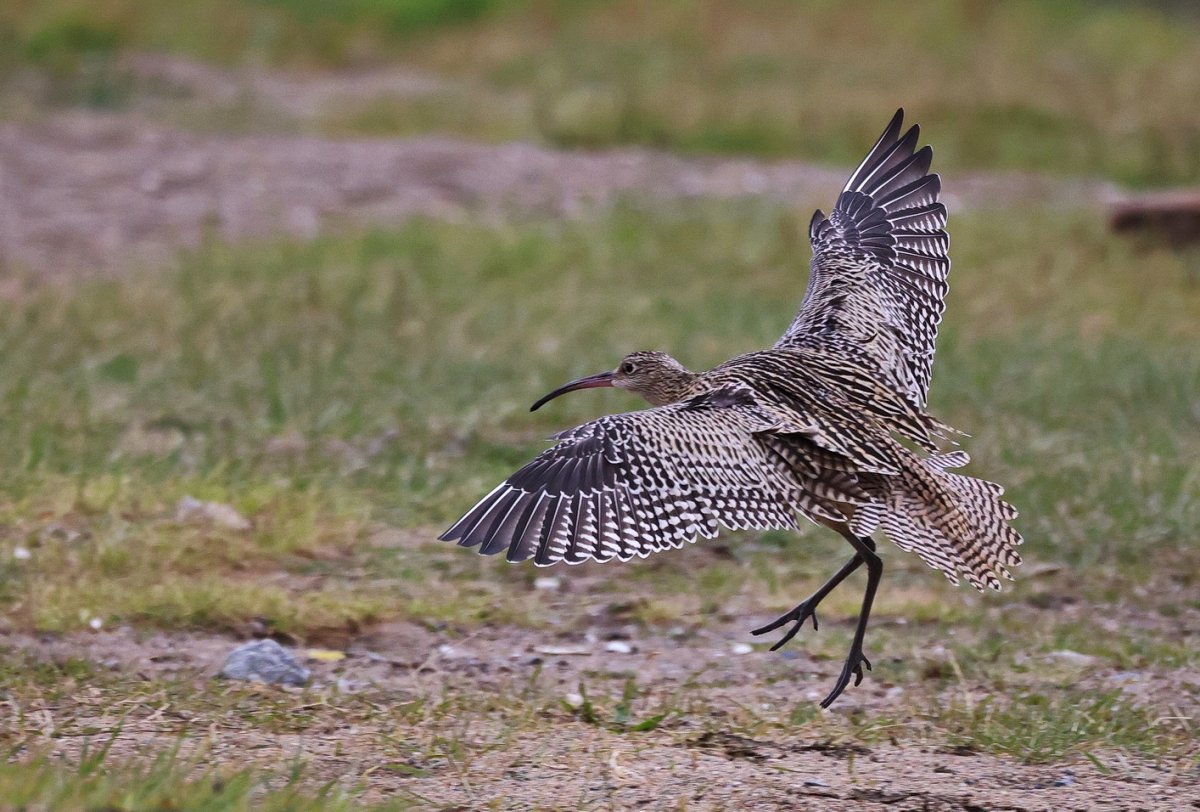 Numenius tenuirostris Союз охраны птиц