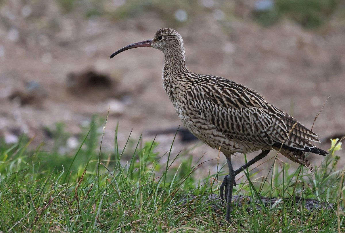 Эскимосский кроншнеп