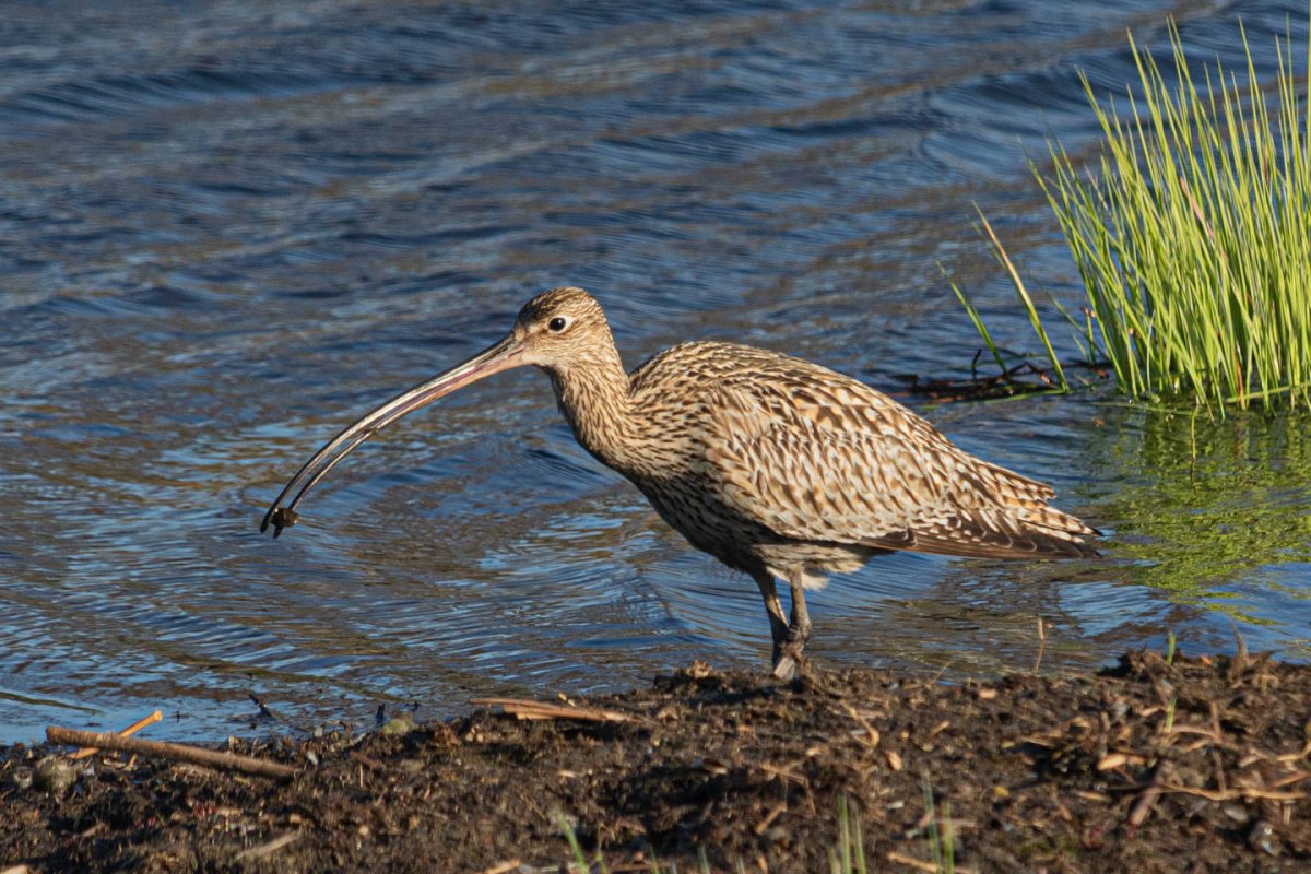 Дальневосточный кроншнеп (Numenius madagascariensis) Камчатка