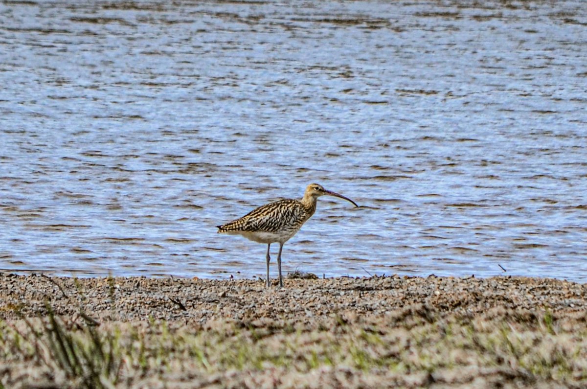 Кроншнеп заповедник