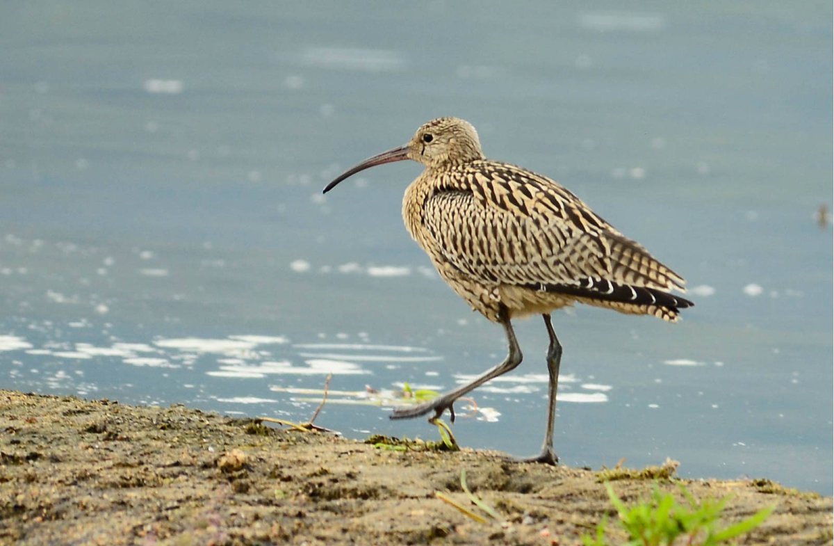 Кулик кроншнеп серпонос