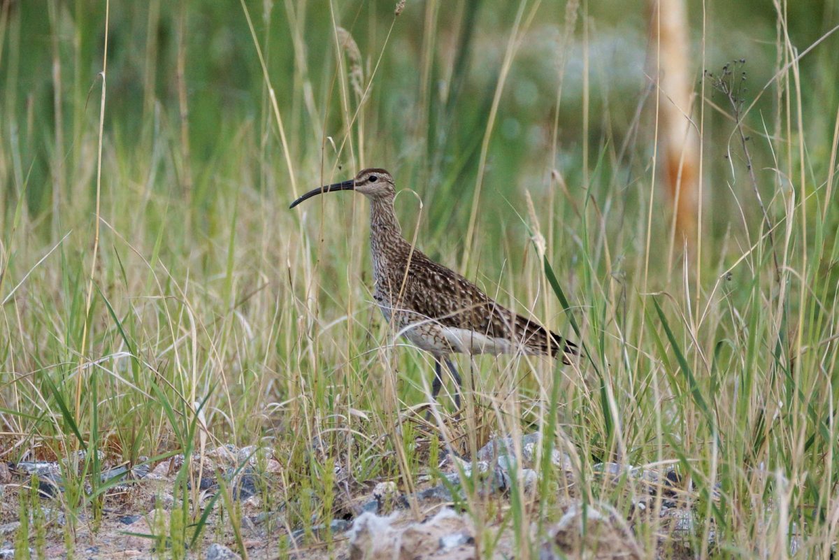 Большой кроншнеп - Numenius Arquata