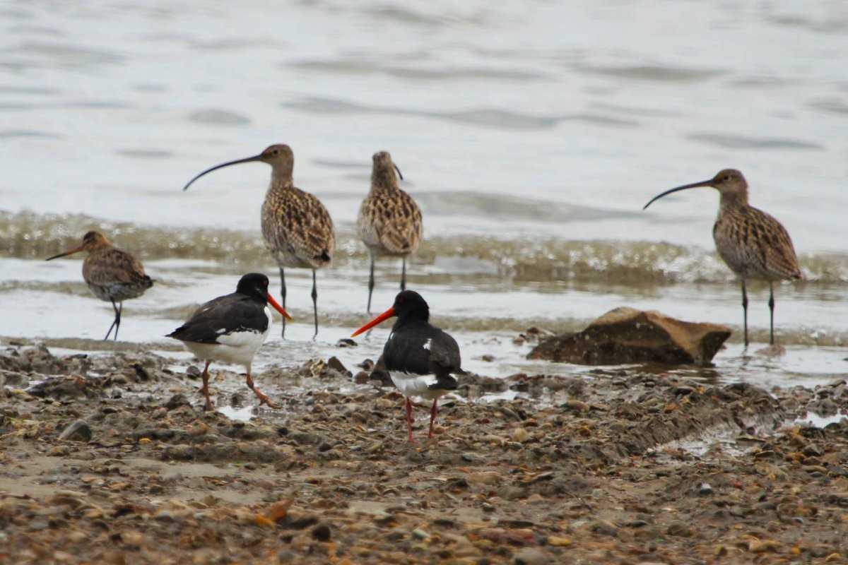 Haematopus ostralegus longipes Buturlin в низовьях Северной Двины