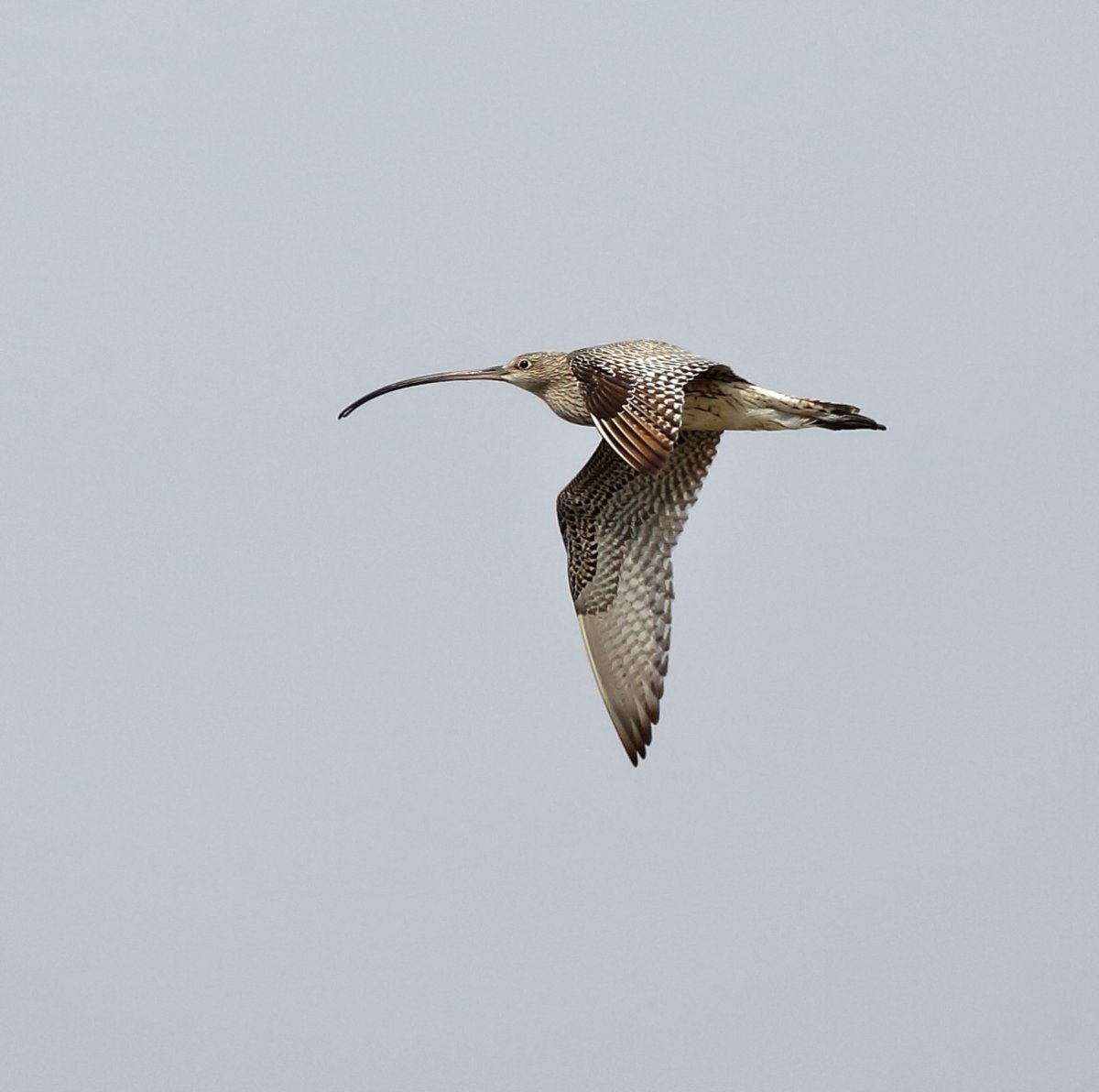 Дальневосточный кроншнеп Камчатка