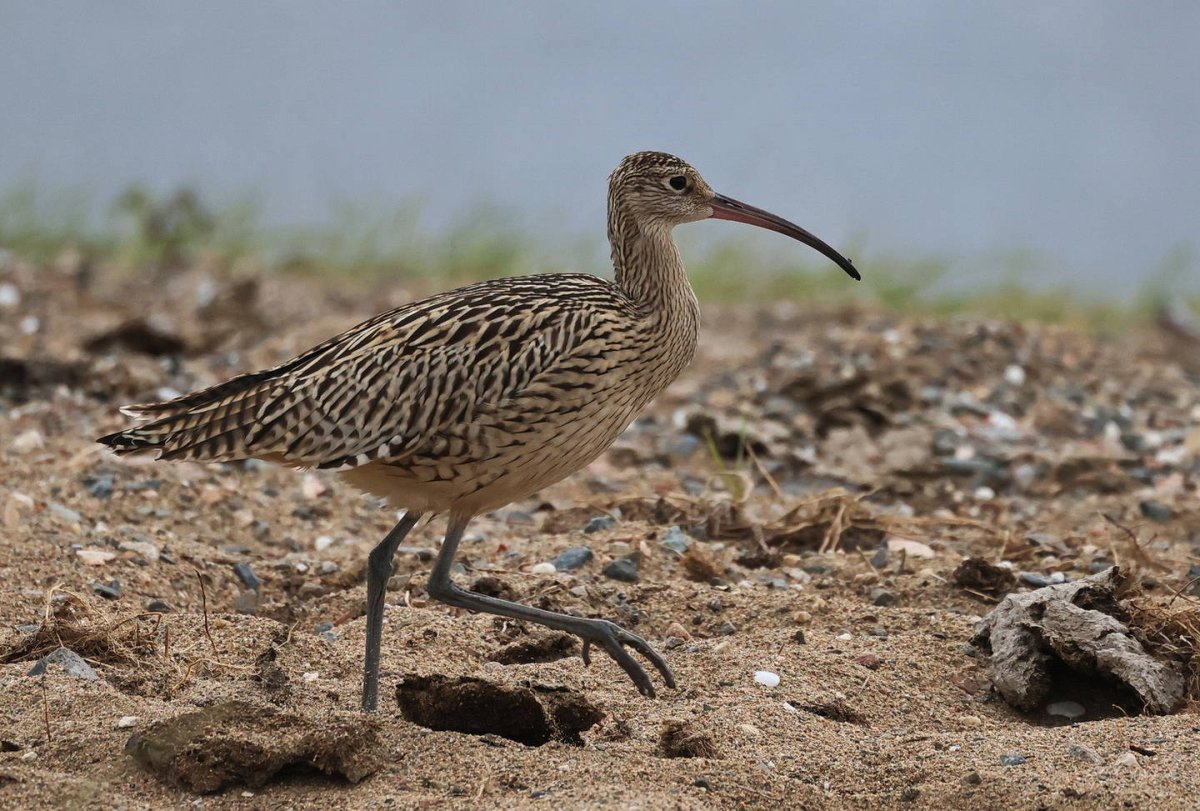 Кроншнепы Бурятия