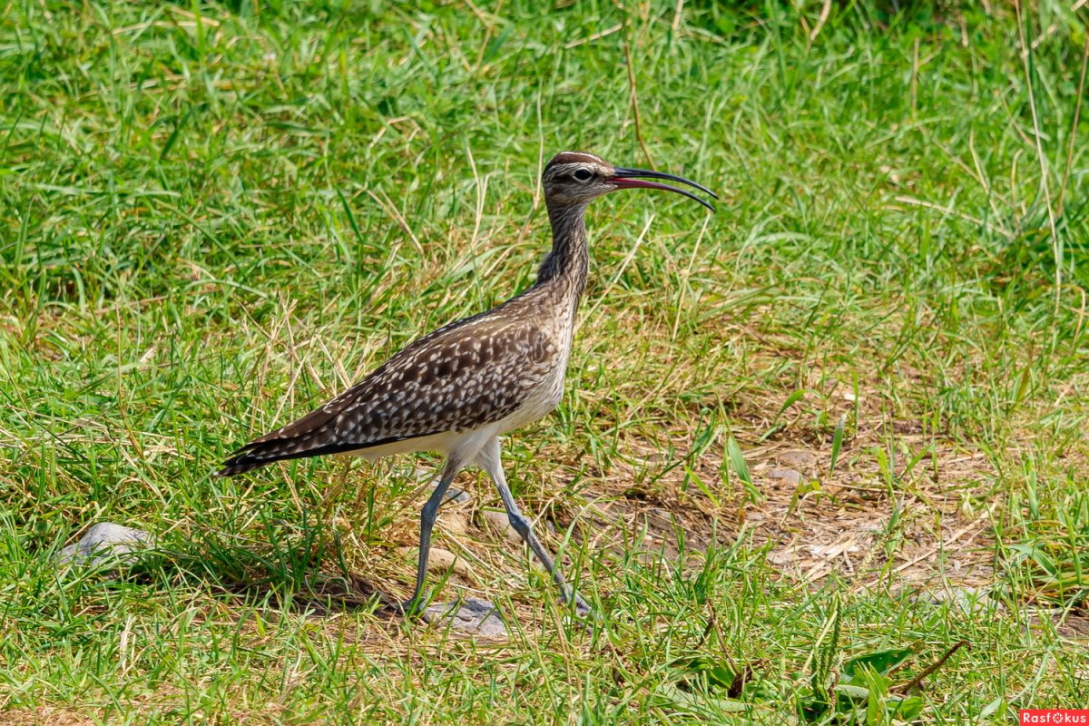 Кроншнеп-серпонос птица