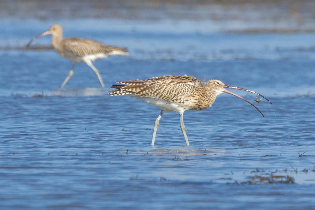 Кроншнеп птица фото