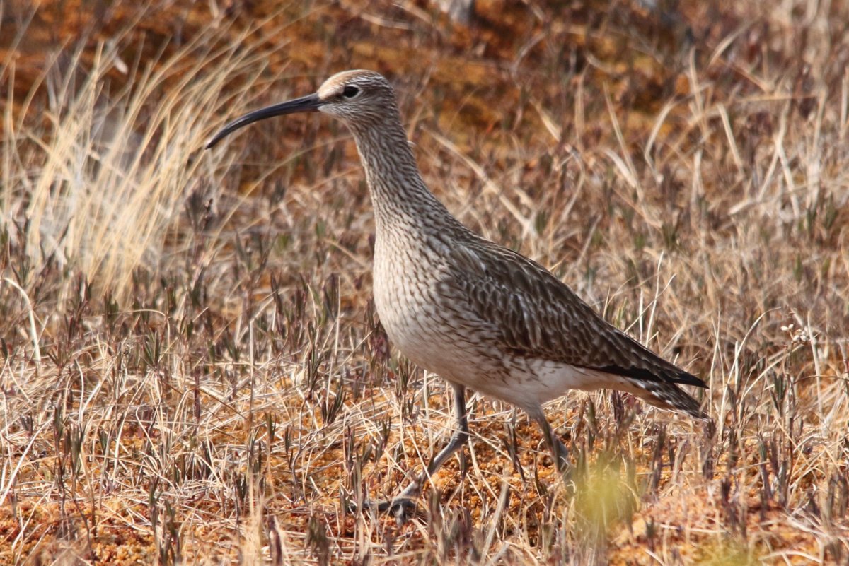 Сибирский кроншнеп-Малютка
