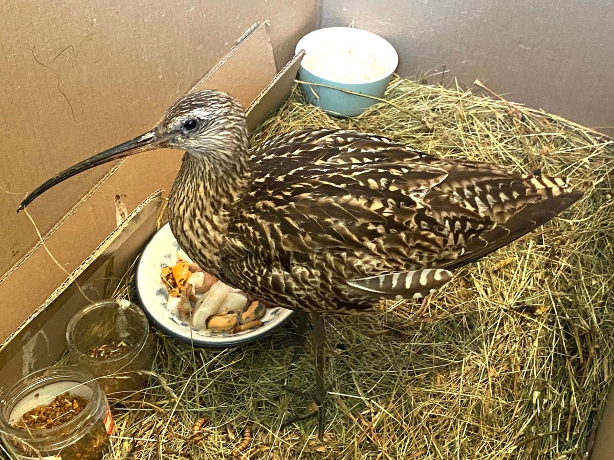 Амурский волчок