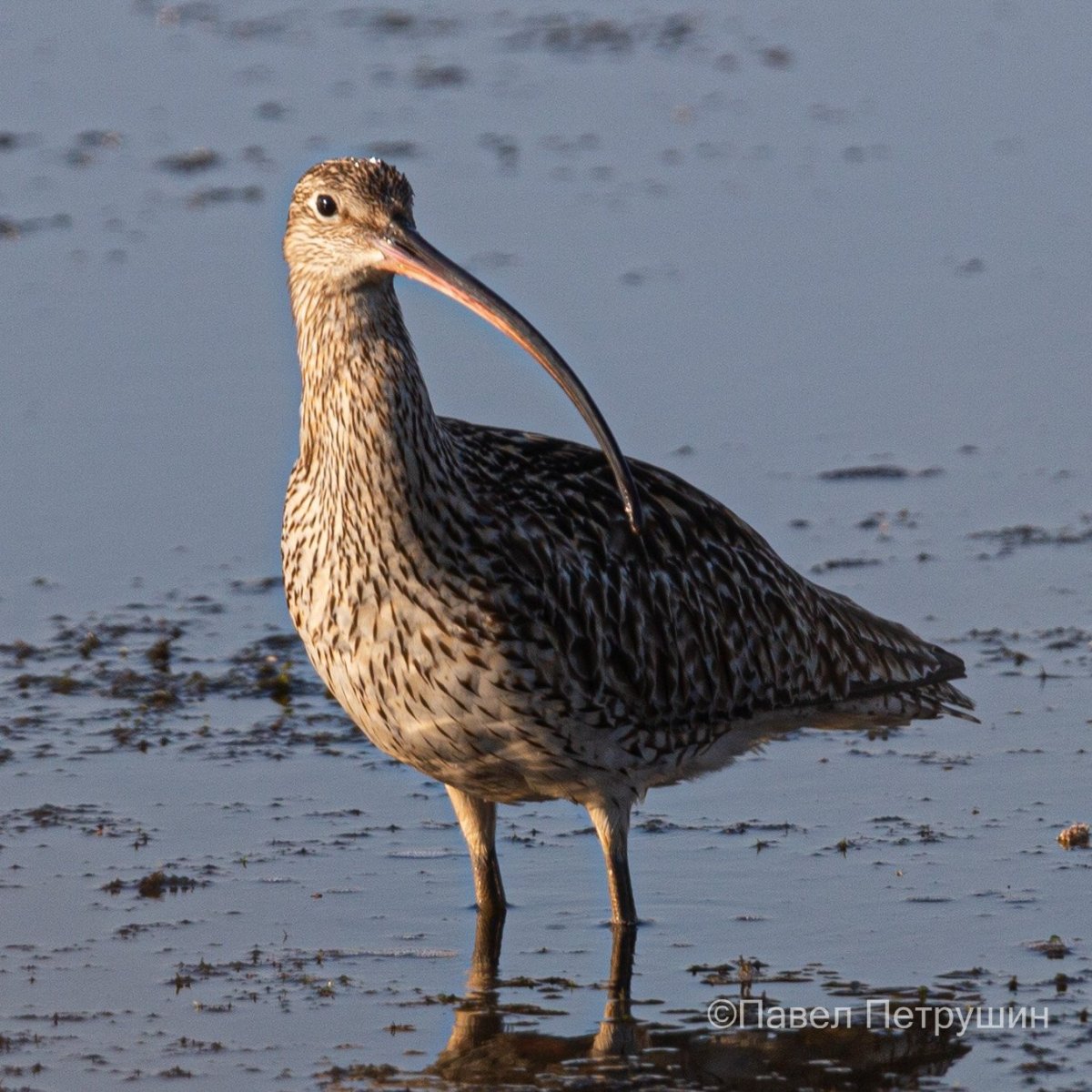 Гнездо кроншнепа