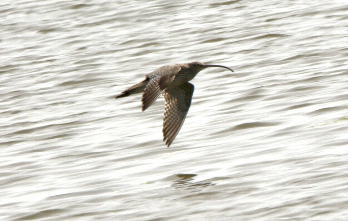 Птицы дальнего Востока