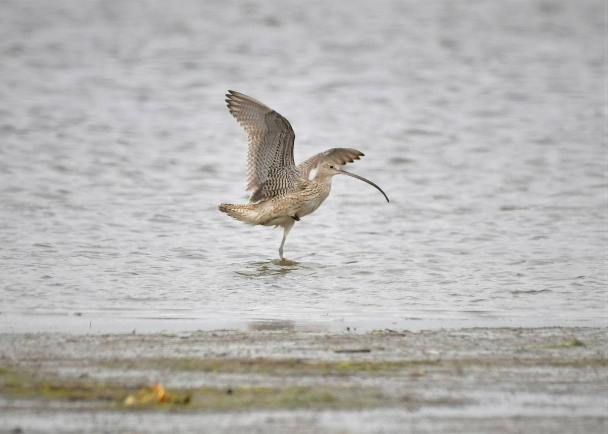Кроншнеп Малютка птица