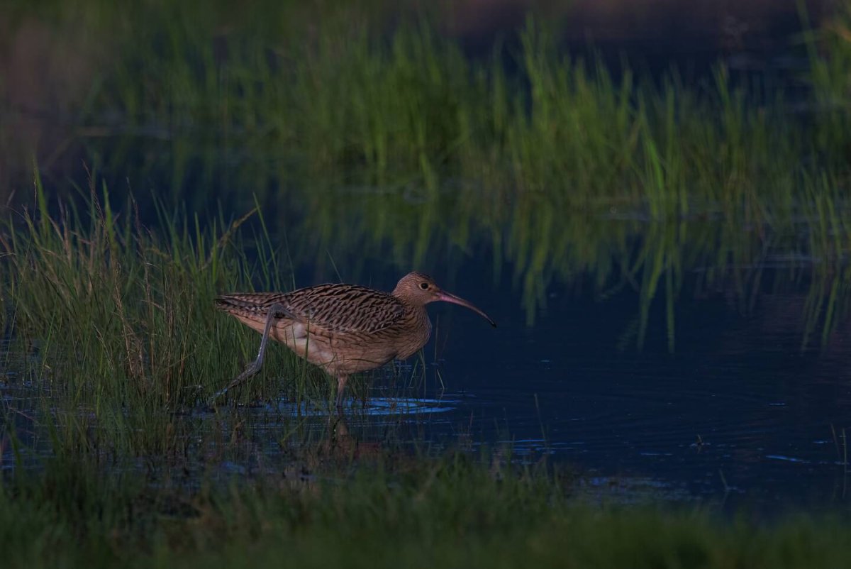 Болотная птица Бекас