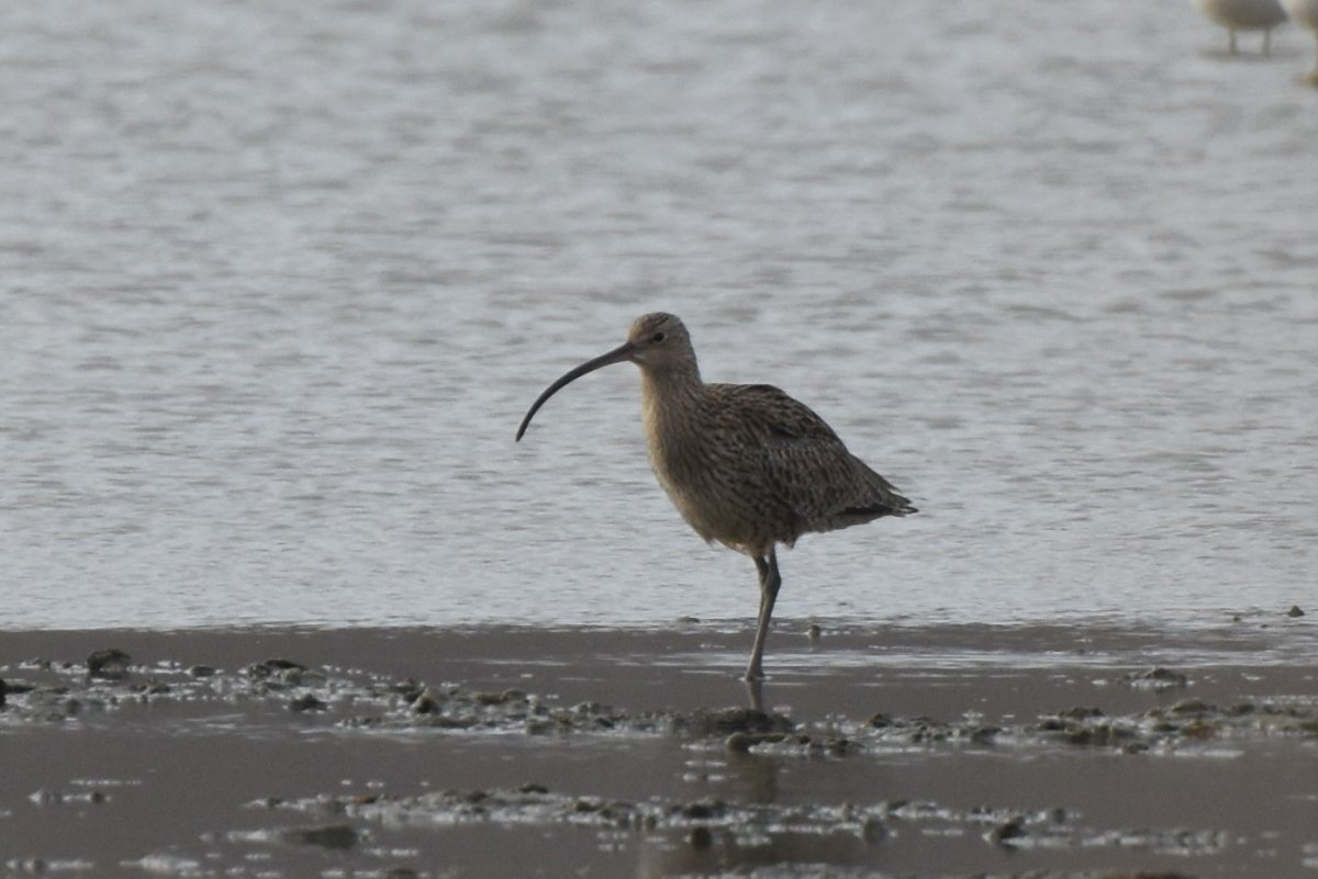 Комикс птица кроншнеп с эмоциями