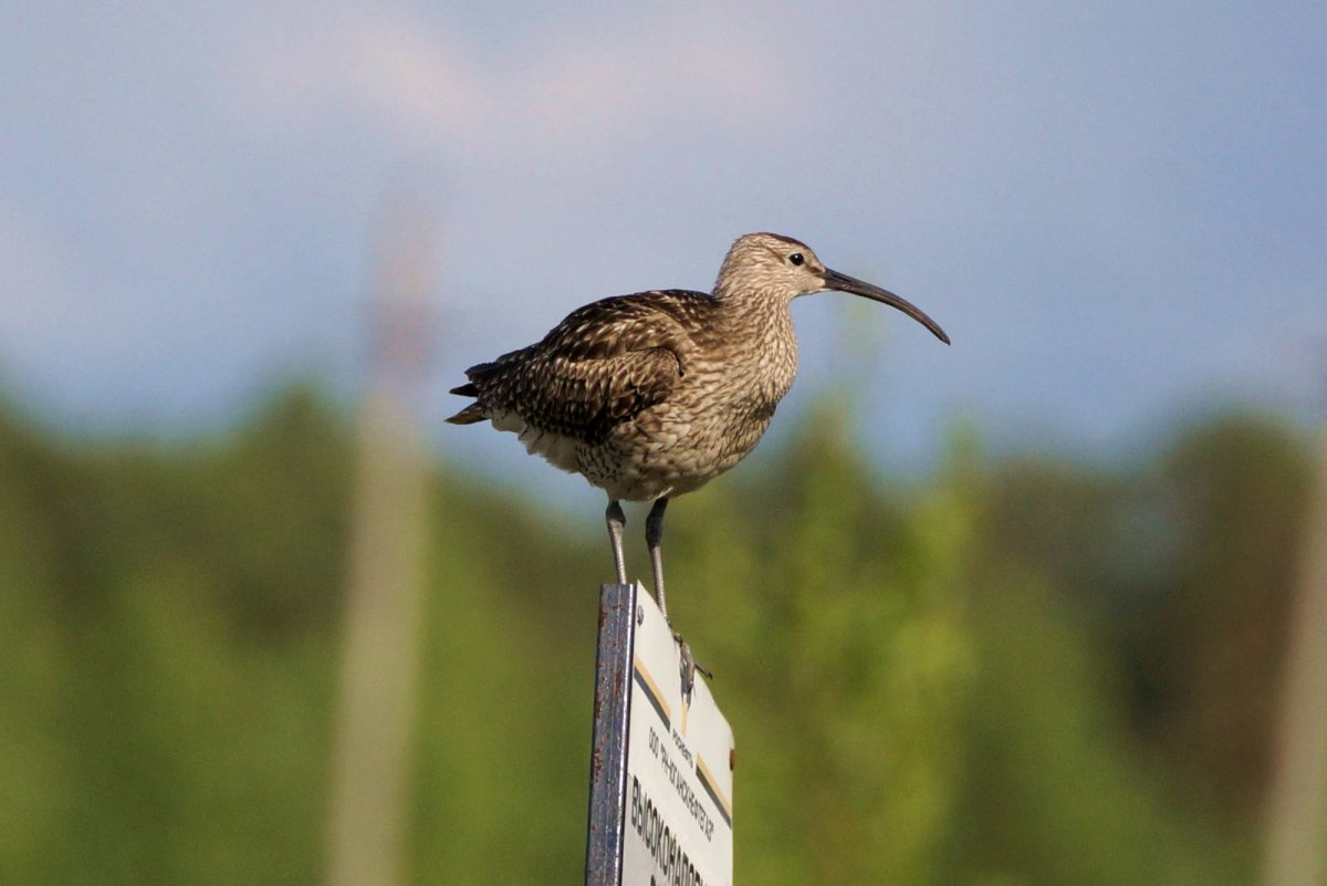 Средний кроншнеп