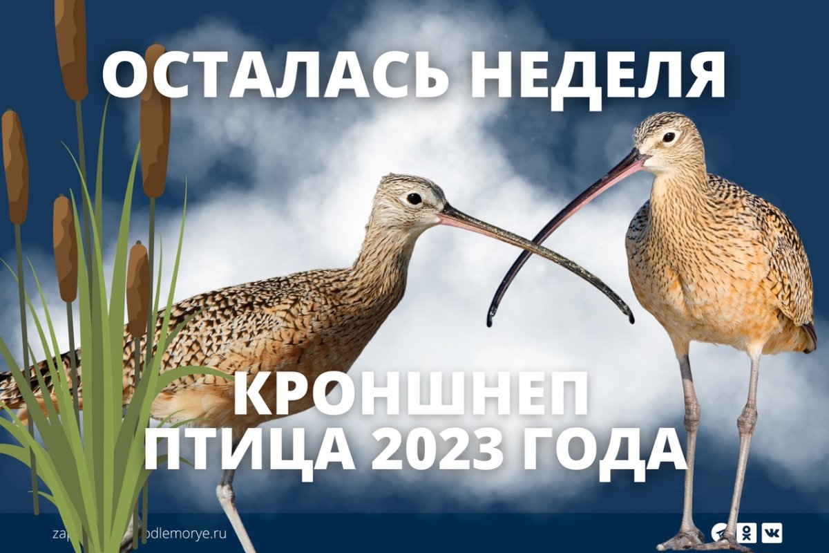 Всемирный день кроншнепа 21 апреля