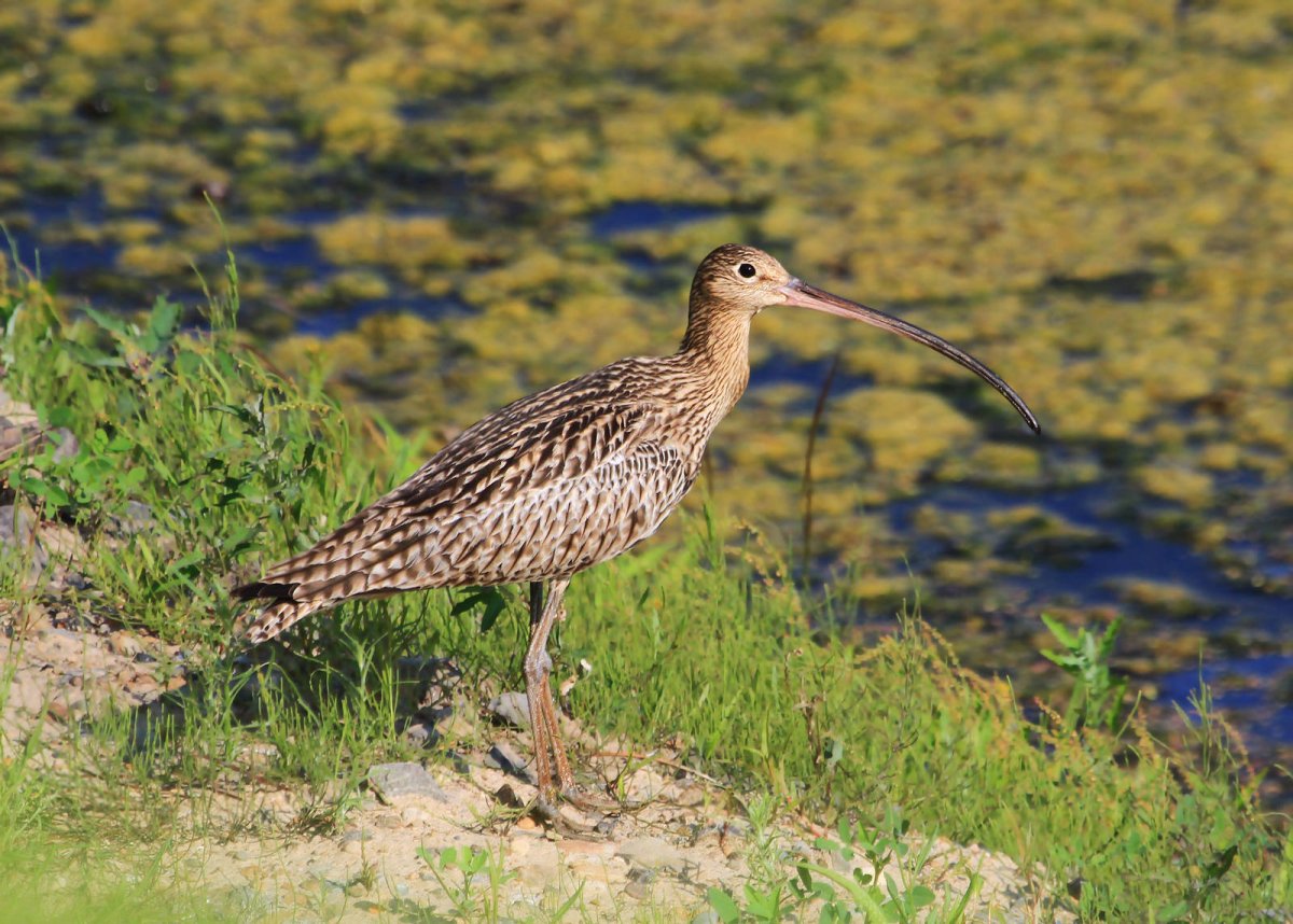 Дальневосточный кроншнеп фото