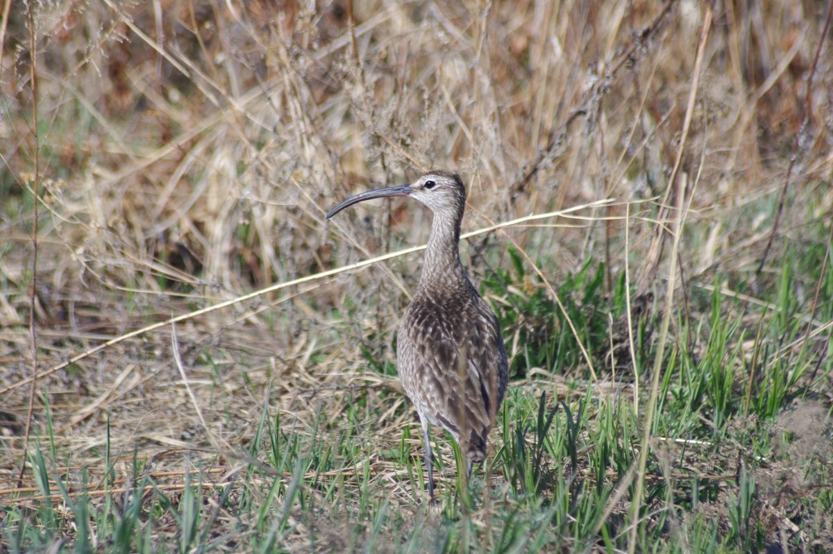 Птенец кроншнепа фото