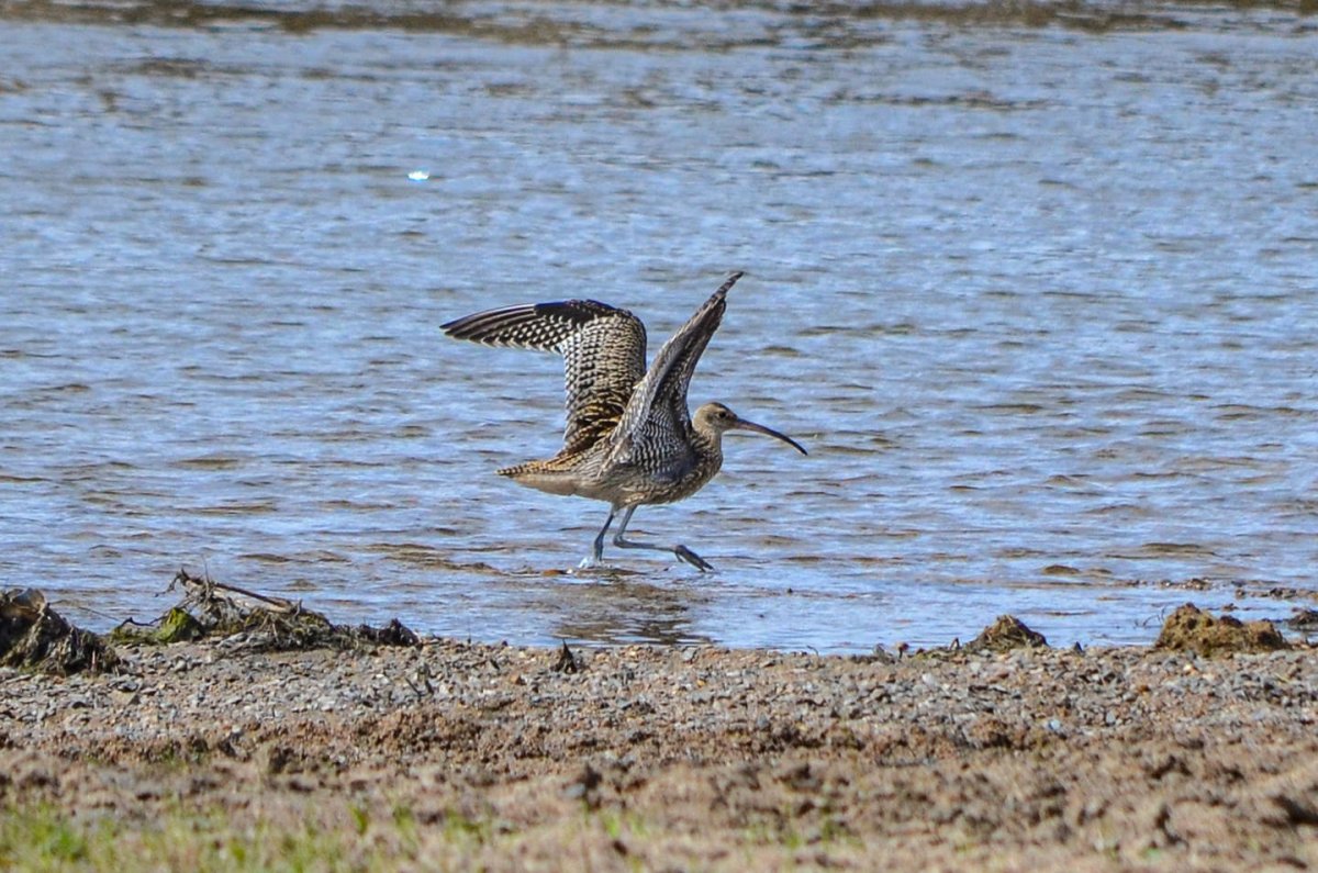 Васюганский заповедник птицы исчезающие кроншнеп