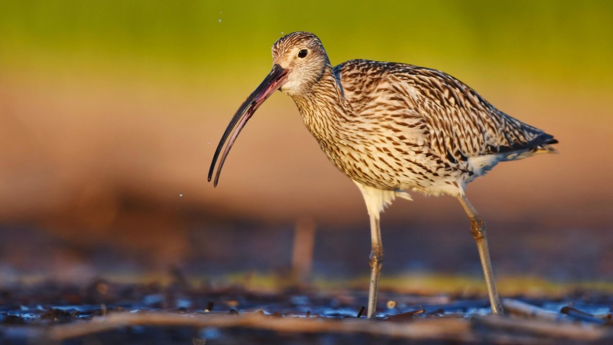 Большой кроншнеп