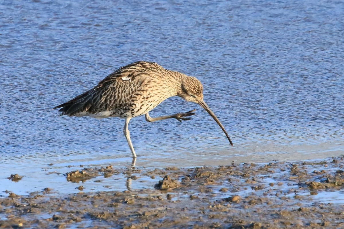 Кулик кроншнеп серпонос