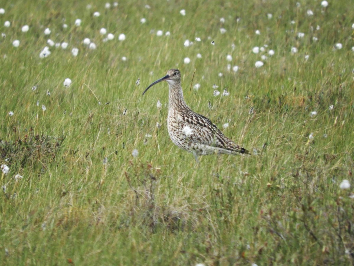 Кроншнеп птенцы