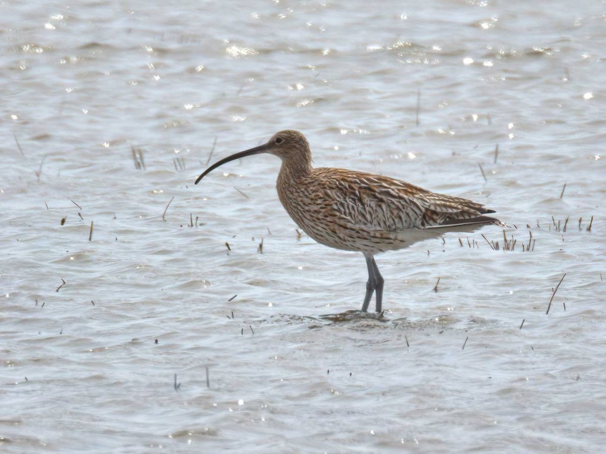 Дальневосточный кроншнеп (Numenius madagascariensis) Камчатка