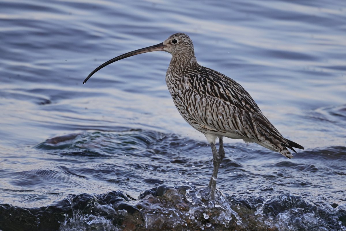 Numenius tenuirostris