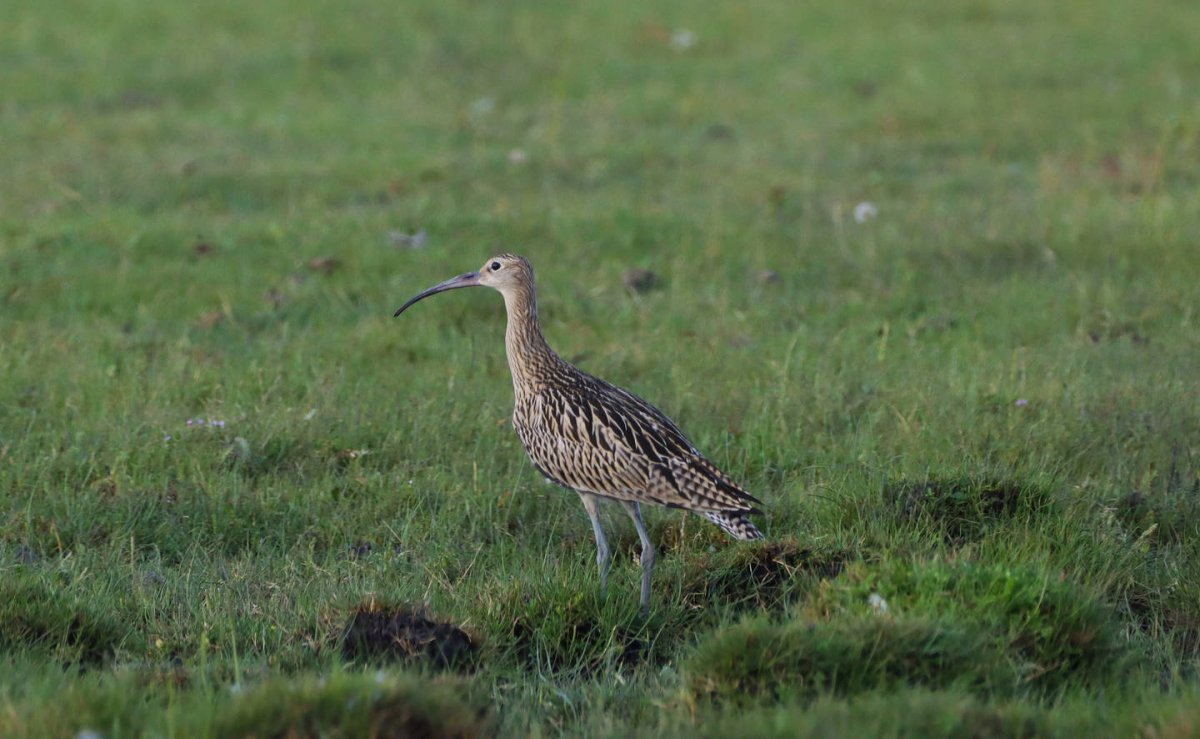 Кроншнепы Бурятия