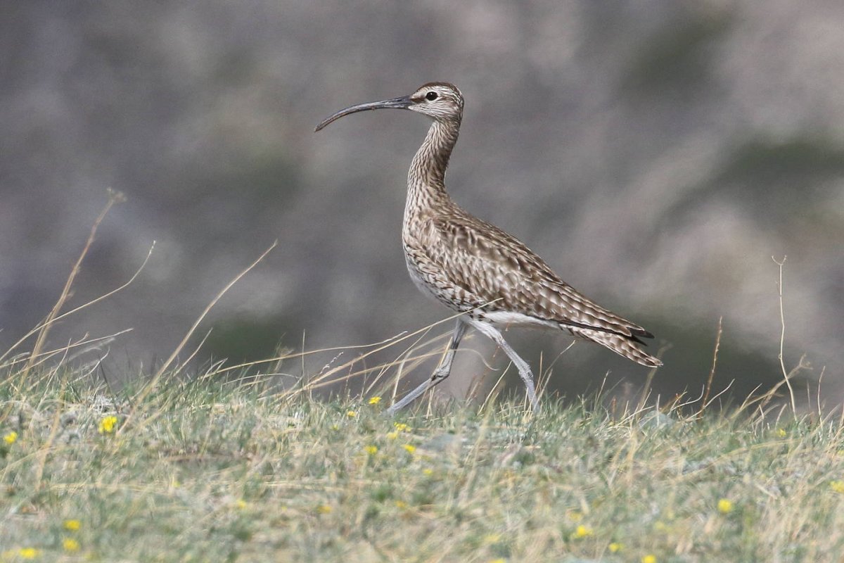 Кулик кроншнеп серпонос